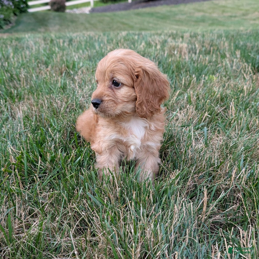 Cavapoo dogs for sale: Rusty - Image 5