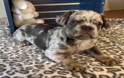 French Bulldog dogs for sale: Winston - Image 3