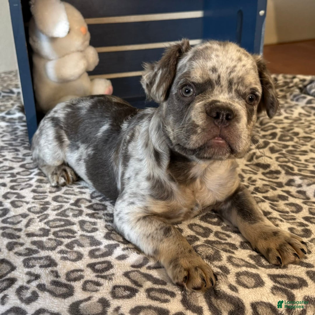French Bulldog dogs for sale: Winston - Image 3