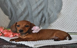 Miniature Dachshund dogs for sale: Miniature Dachshund 6 puppies - Image 15