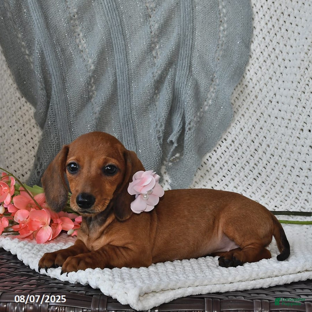 Miniature Dachshund dogs for sale: Miniature Dachshund 6 puppies - Image 15