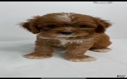 Cavapoo dogs for sale: Simba - Image 2