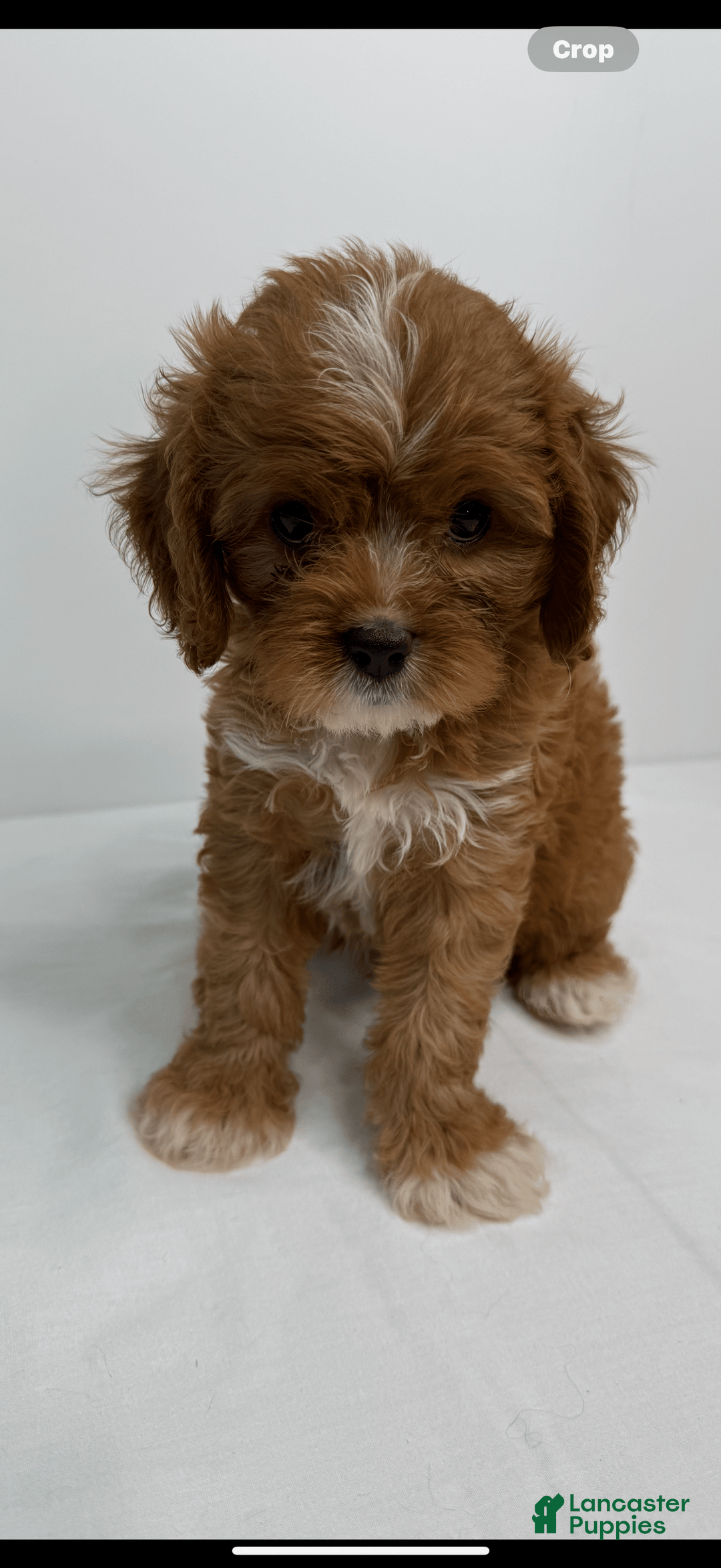 Cavapoo dogs for sale: Simba - Image 2