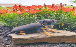 Miniature Pinscher dogs for sale: Ruby - Image 2