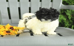 Havanese dogs for sale: Sonny - Image 1
