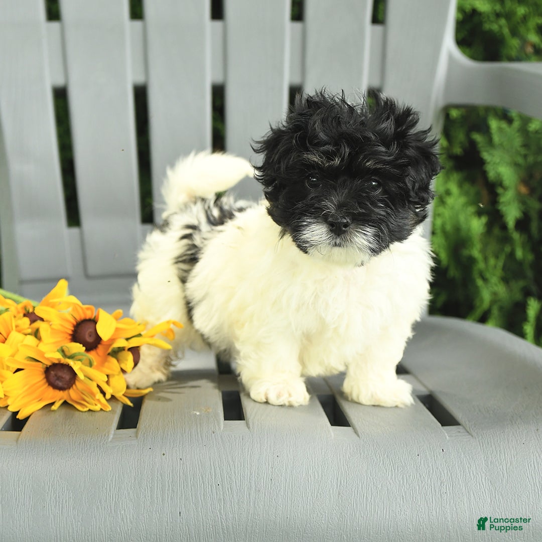 Havanese dogs for sale: Sonny - Image 1