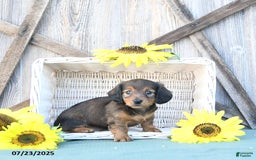 Dachshund dogs for sale: Chloe - Image 4