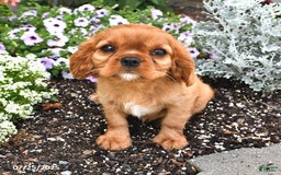 Cavalier King Charles Spaniel dogs for sale: Flossie - Image 11