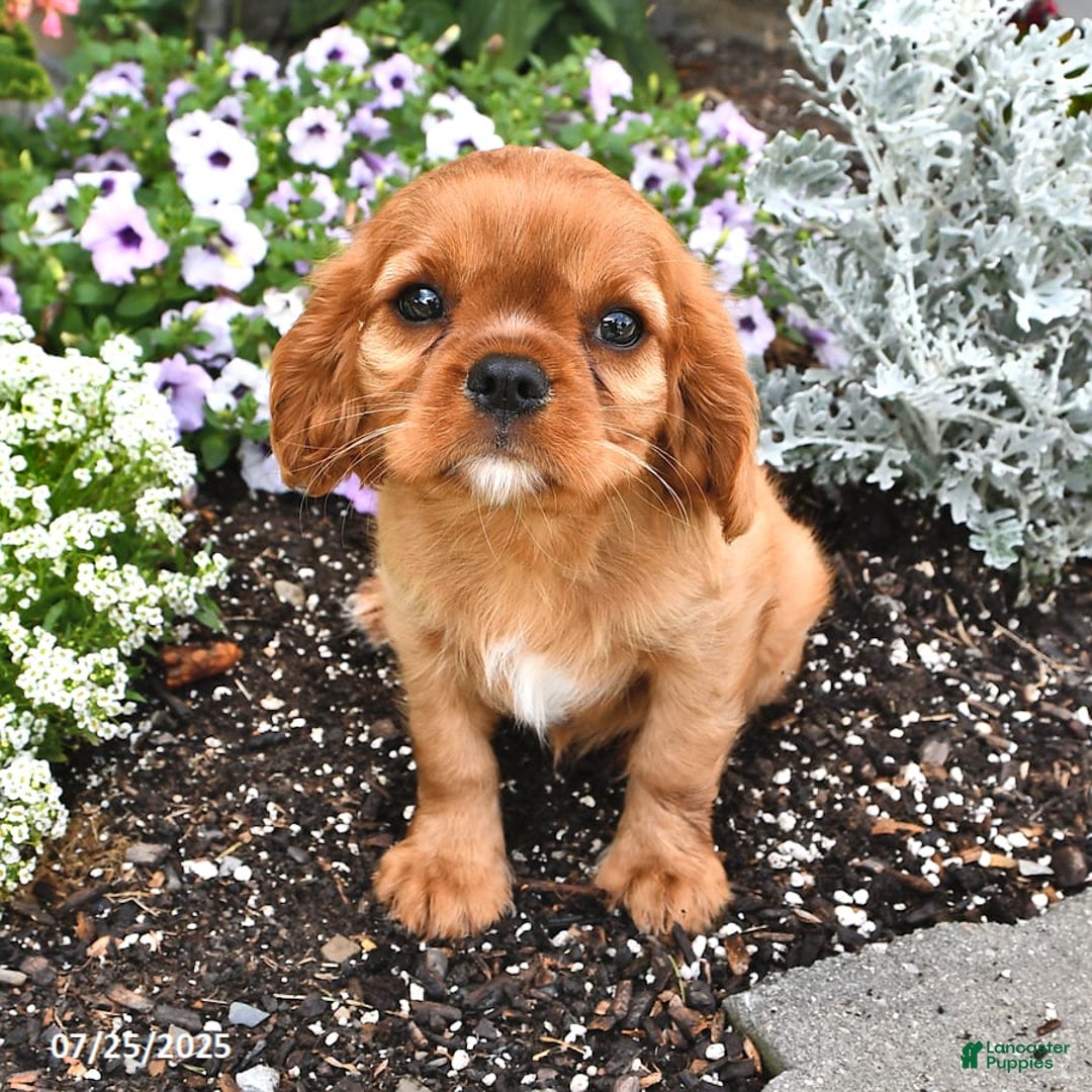 Cavalier King Charles Spaniel dogs for sale: Flossie - Image 11