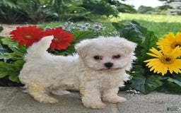 Havanese dogs for sale: Oliver - Image 3