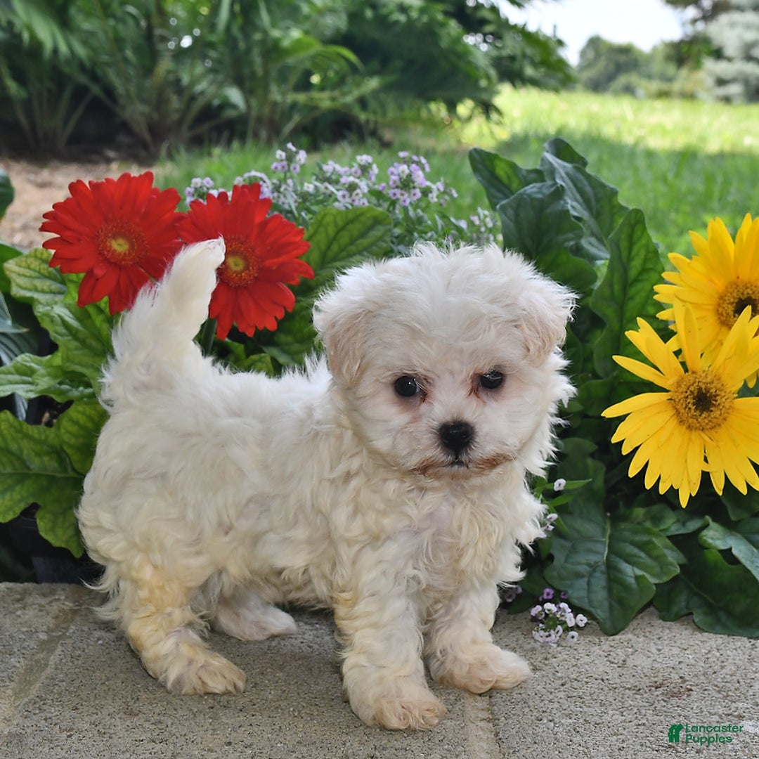 Havanese dogs for sale: Oliver - Image 3