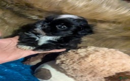Shih Tzu dogs for sale: Tiny Jetta - Image 6