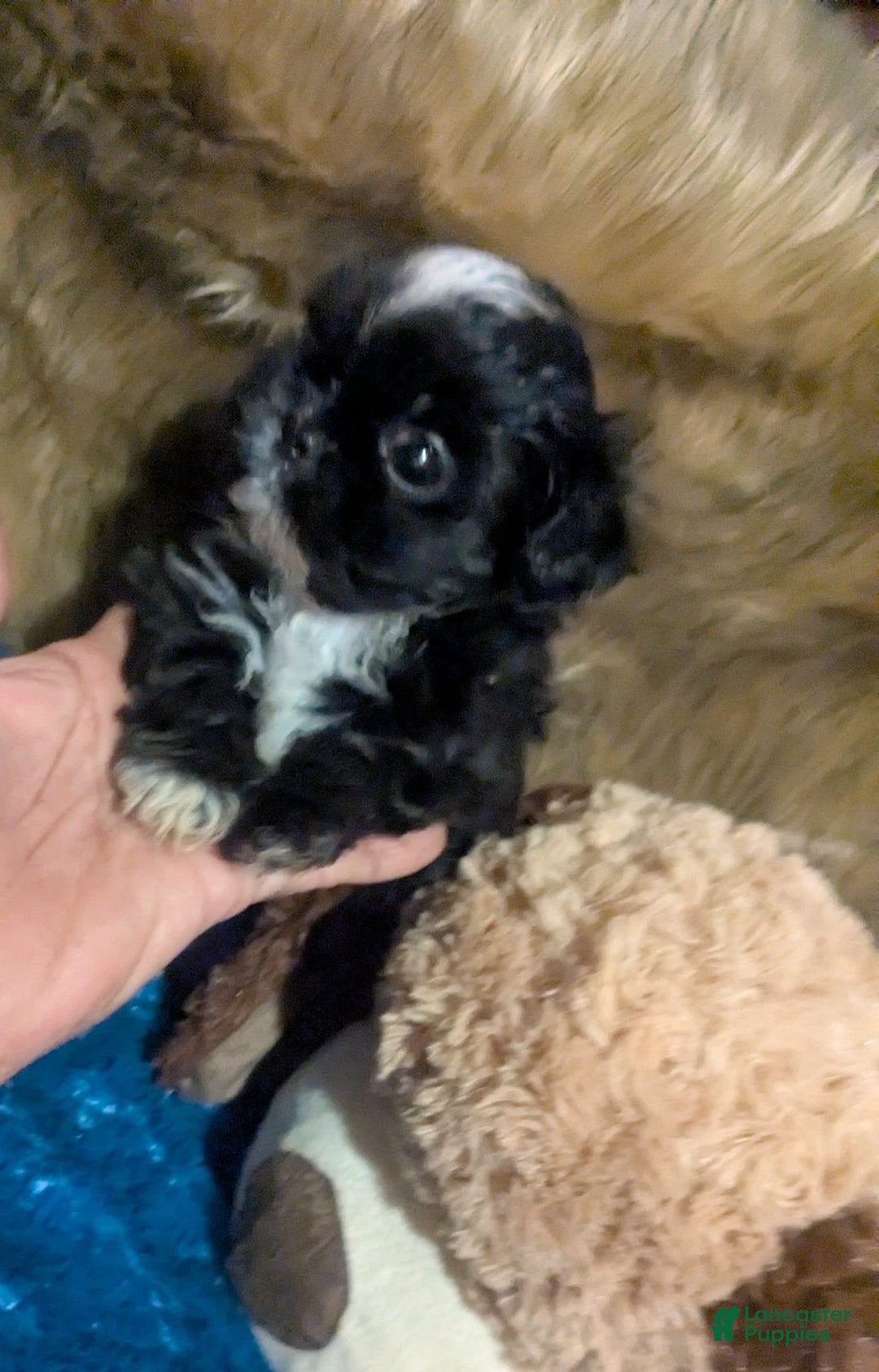 Shih Tzu dogs for sale: Tiny Jetta - Image 6