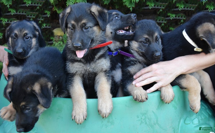 German Shepherd dogs - Advert 18