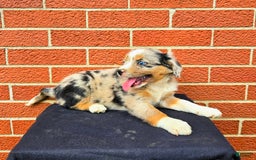 Miniature Australian Shepherd dogs for sale: Angel - Image 8