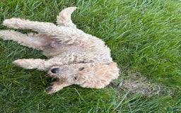 Labradoodle dogs for sale: Ace - Image 4