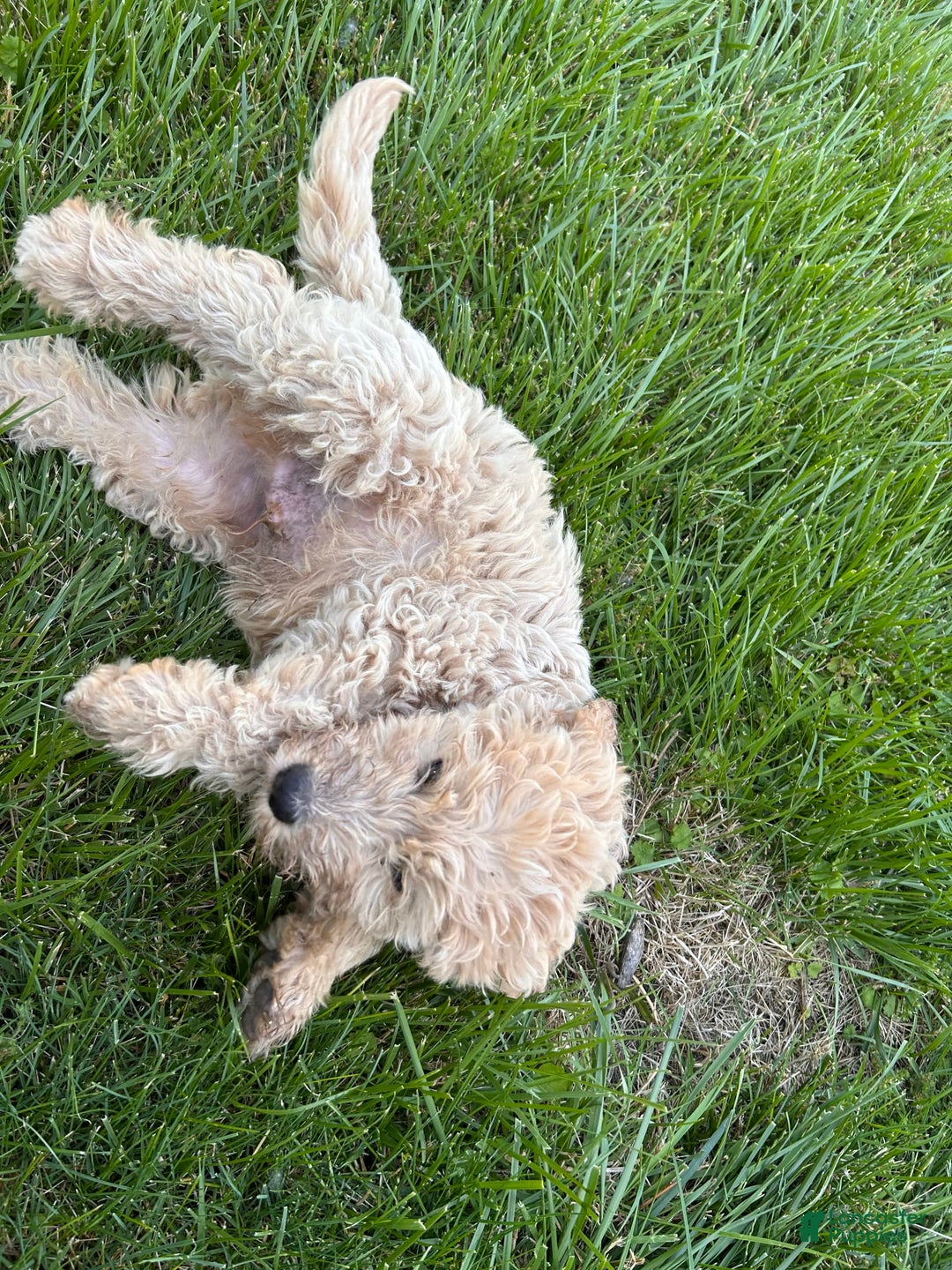 Labradoodle dogs for sale: Ace - Image 4
