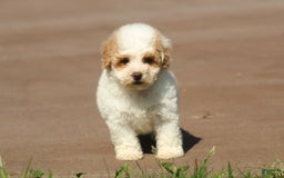 Maltipoo dogs for sale: Oscar - Image 3
