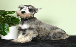Miniature Schnauzer dogs for sale: Winston - Image 1