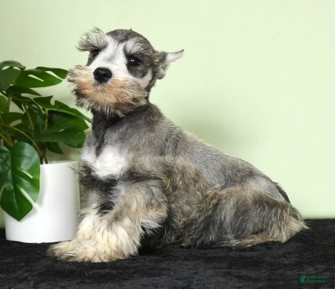 Miniature Schnauzer dogs for sale: Winston - Image 1