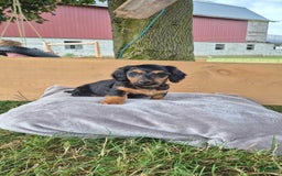 Dachshund dogs for sale: Benji - Image 1