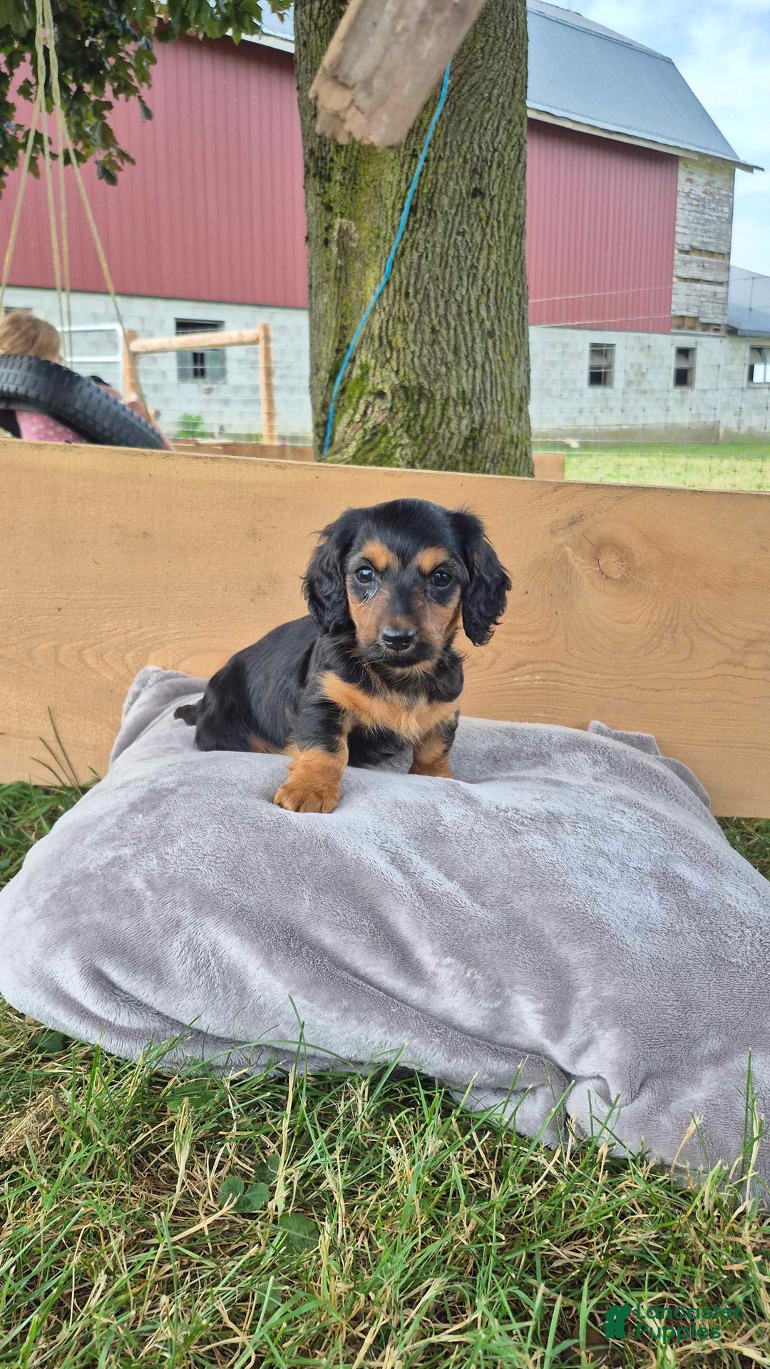 Dachshund dogs for sale: Benji - Image 1