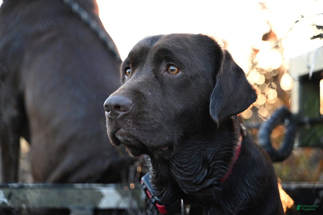 Labrador Retriever dogs for sale: Labrador Retriever 3 puppies - Image 25