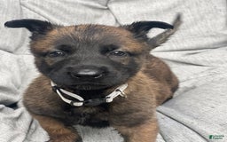 Belgian Malinois dogs for sale: Belgian Malinois 6 puppies - Image 3