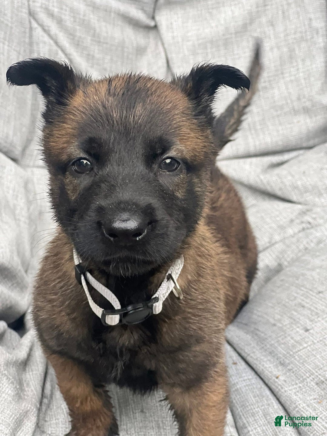 Belgian Malinois dogs for sale: Belgian Malinois 6 puppies - Image 3