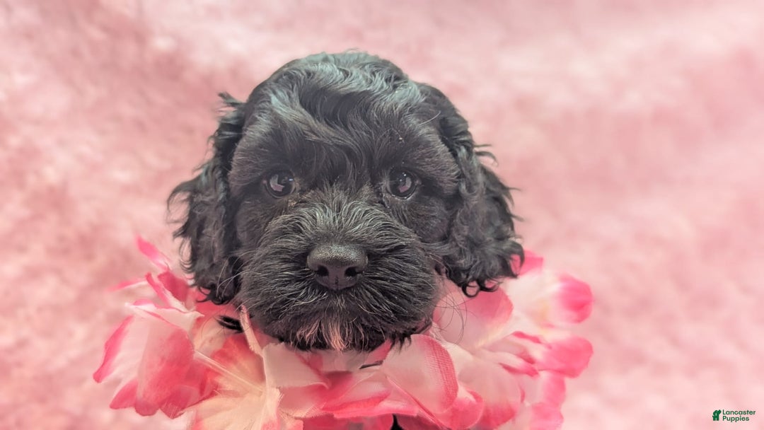 Cockapoo dogs for sale: Emily - Image 19