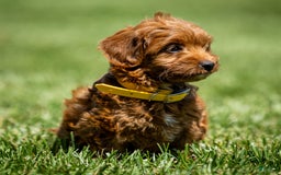 Goldendoodle dogs for sale: April - Image 13