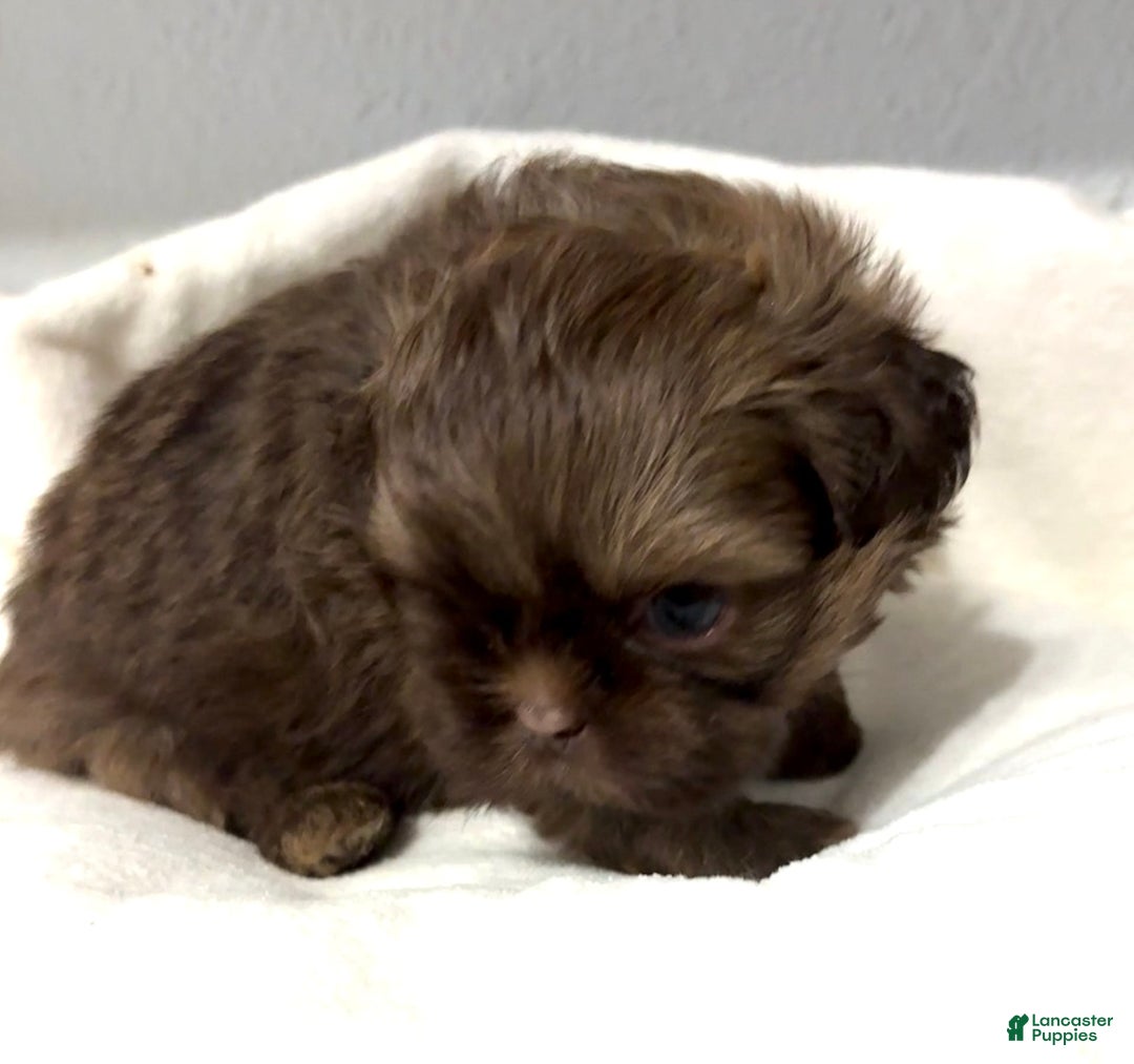 Shih Tzu dogs for sale: Karlton - Image 1