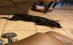 Rottweiler dogs for sale: F4 - Image 11