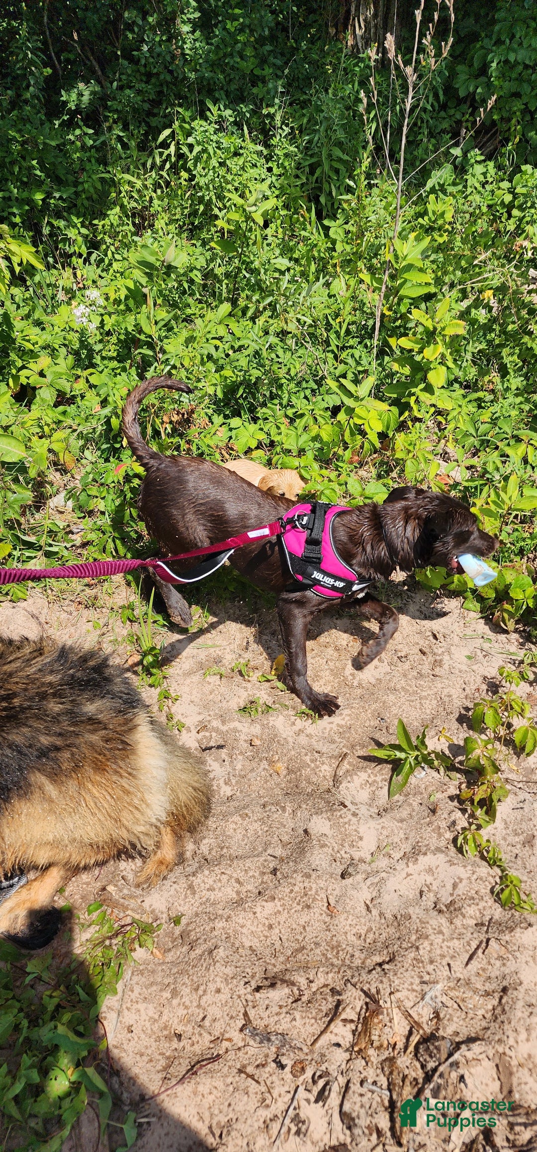 Labrador Retriever dogs for sale: Gal - Image 13