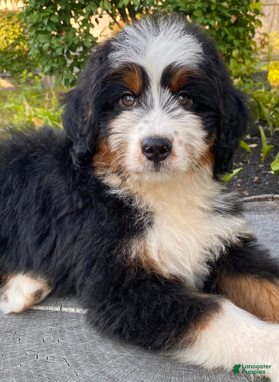 Mini Bernedoodle dogs for sale: 💚 In Boston Massachusetts 💚 Traditional Tri Color 💚 Mini Bernedoodle 💚 - Image 10