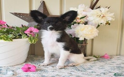 Papillon dogs for sale: Mitch - Image 14
