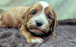 Cavapoo dogs for sale: Steve - Image 13
