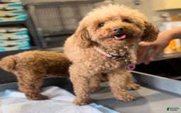 Toy Poodle dogs for sale: Missy - Image 4