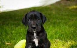 Great Dane dogs for sale: Beauty - Image 8