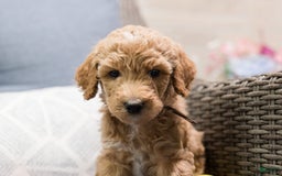 Standard Poodle dogs for sale: Biscuit - Image 3