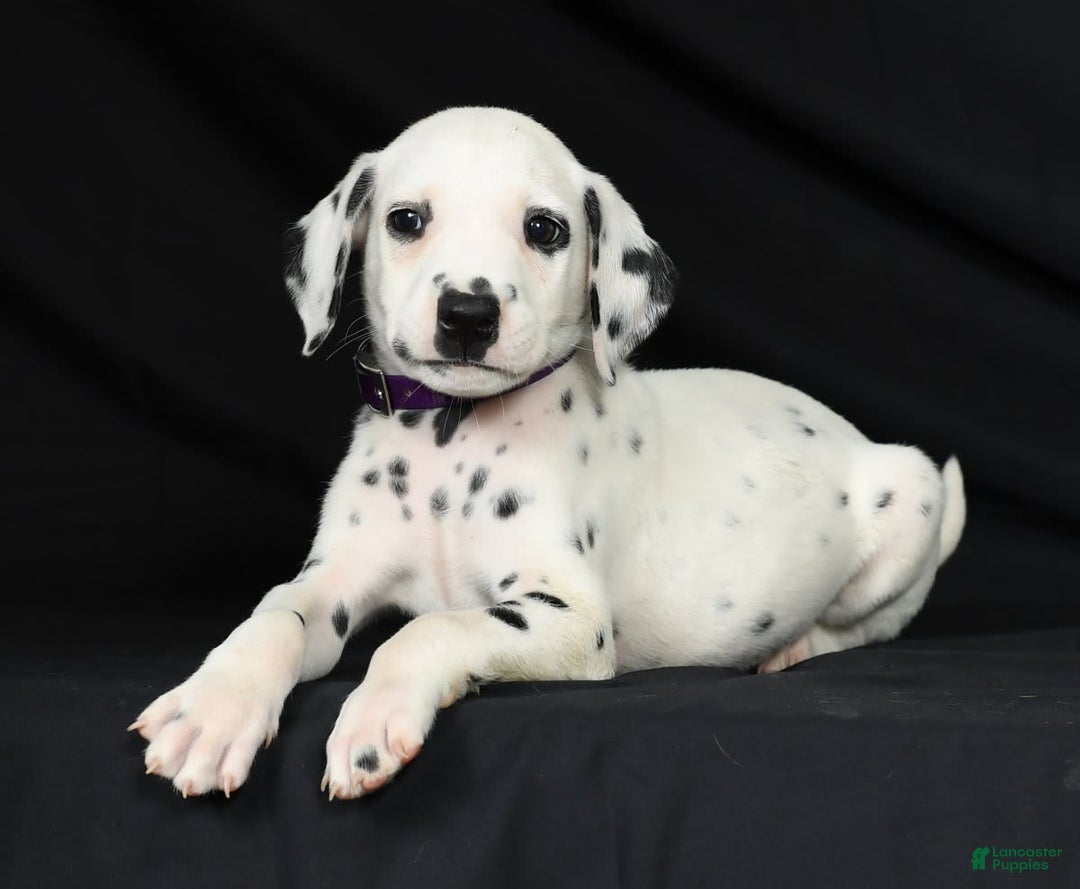 Dalmatian dogs for sale: Max - Image 8