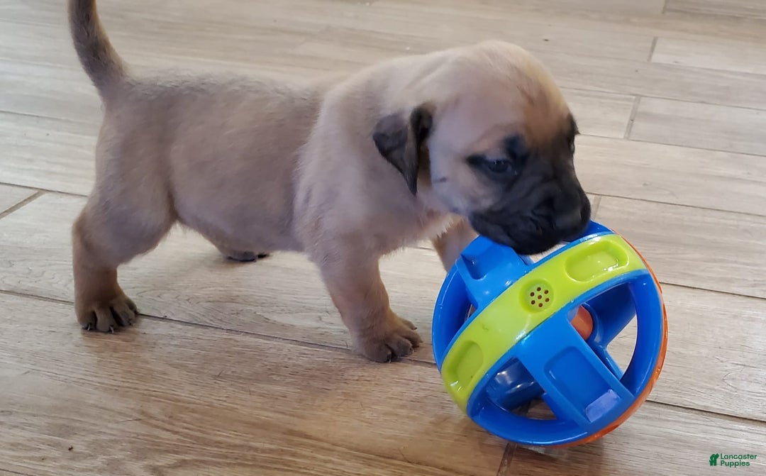 South African Boerboels dogs for sale: Simba - Image 4