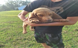 Bloodhound dogs for sale: Light Green - Image 3