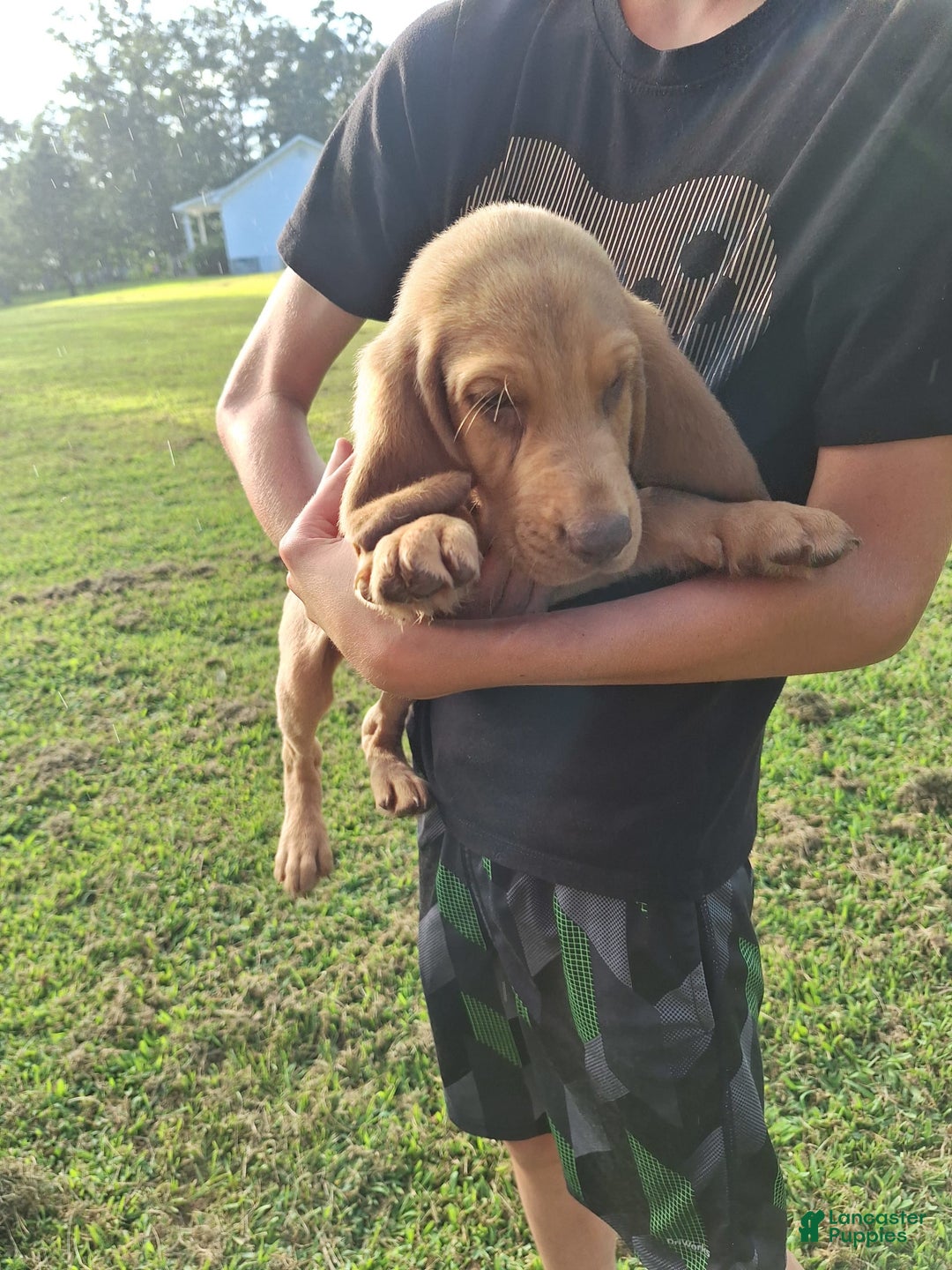 Bloodhound dogs for sale: Light Green - Image 3
