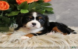 Miniature Bernese Mountain Dog dogs for sale: Twix - Image 11