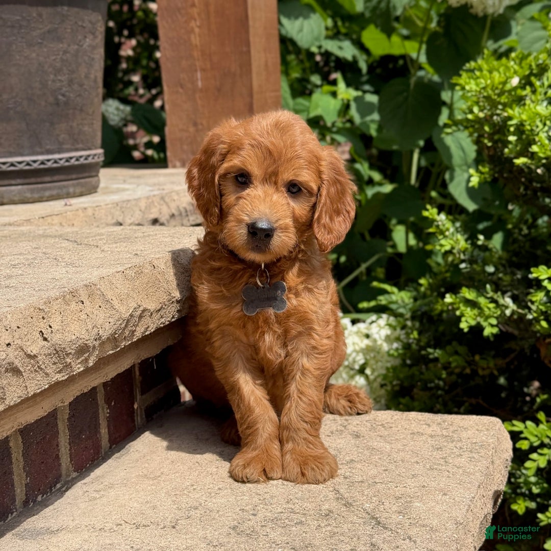 Goldendoodle dogs for sale: Jack - Image 7