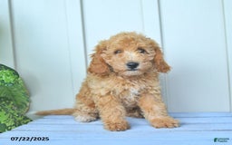 Mini Goldendoodle dogs for sale: Muppet - Image 9