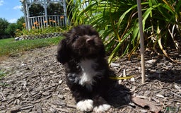 Havapoo dogs for sale: Abbie - Image 6