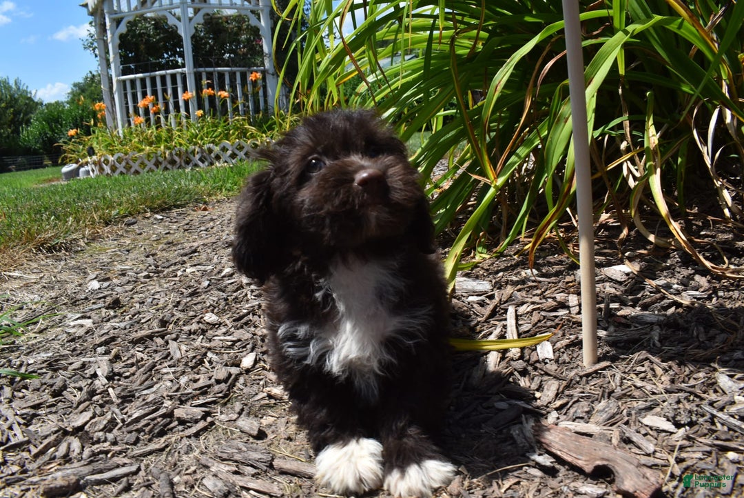 Havapoo dogs for sale: Abbie - Image 6