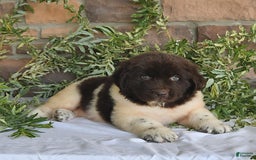Newfoundland dogs for sale: Sasha - Image 1